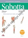 Sobotta Tablice anatomiczne mięśni, stawów i nerwów. Łacińskie mianownictwo