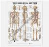 Skeletal System Chart