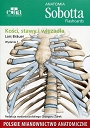 Anatomia Sobotta Flashcards Kości stawy i więzadła